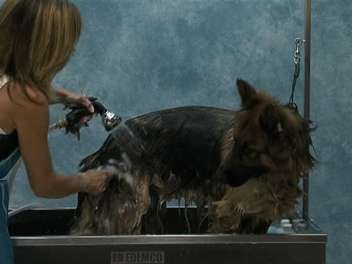 JODI MURPHY INSTRUCTIONAL SERIES DESHEDDING THEORY & TECHNIQUES dog grooming DVD