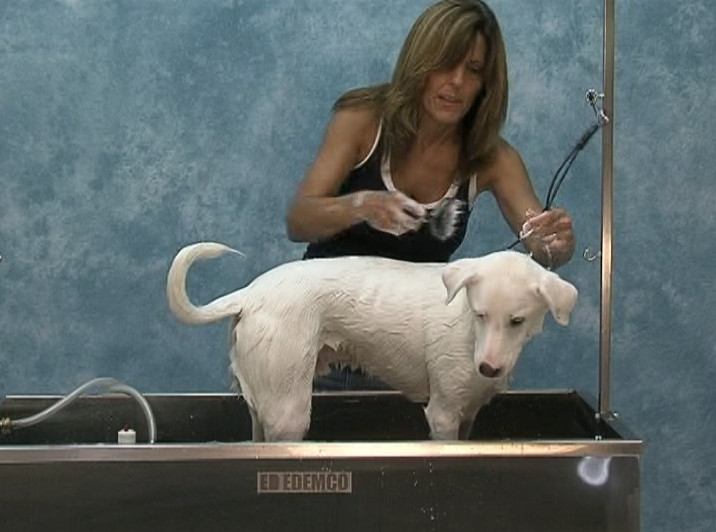 JODI MURPHY INSTRUCTIONAL SERIES DESHEDDING THEORY & TECHNIQUES dog grooming DVD