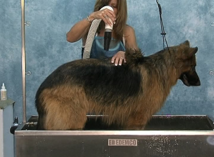 JODI MURPHY INSTRUCTIONAL SERIES DESHEDDING THEORY & TECHNIQUES dog grooming DVD